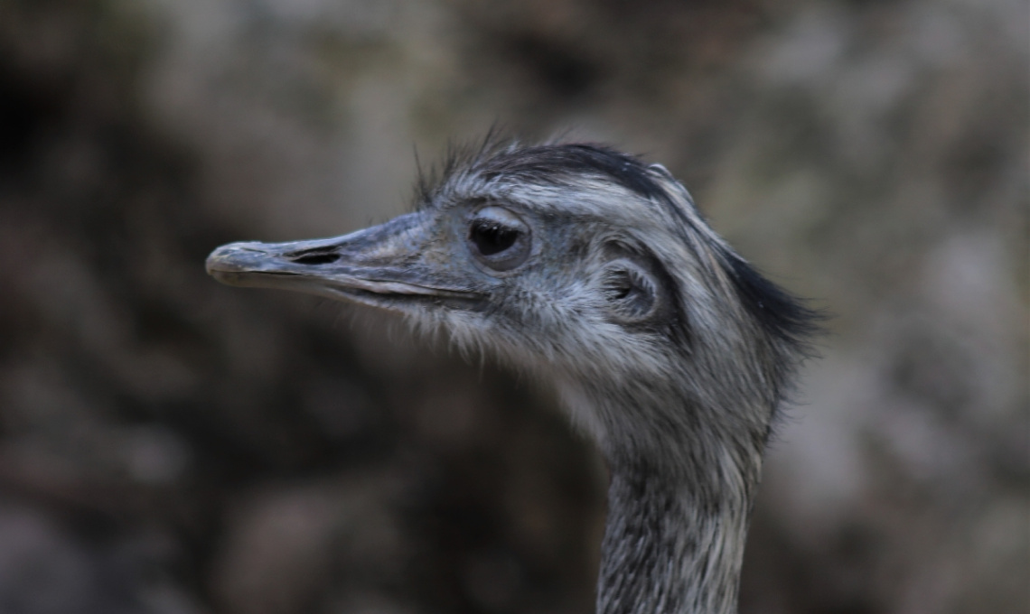 An ostrich close up