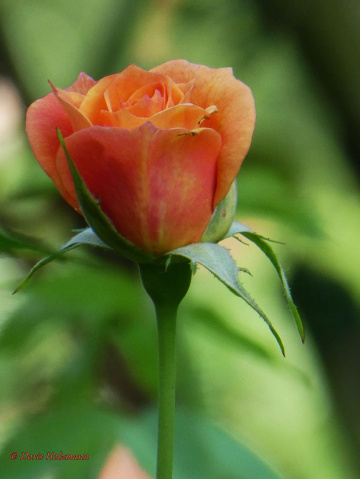 Rose