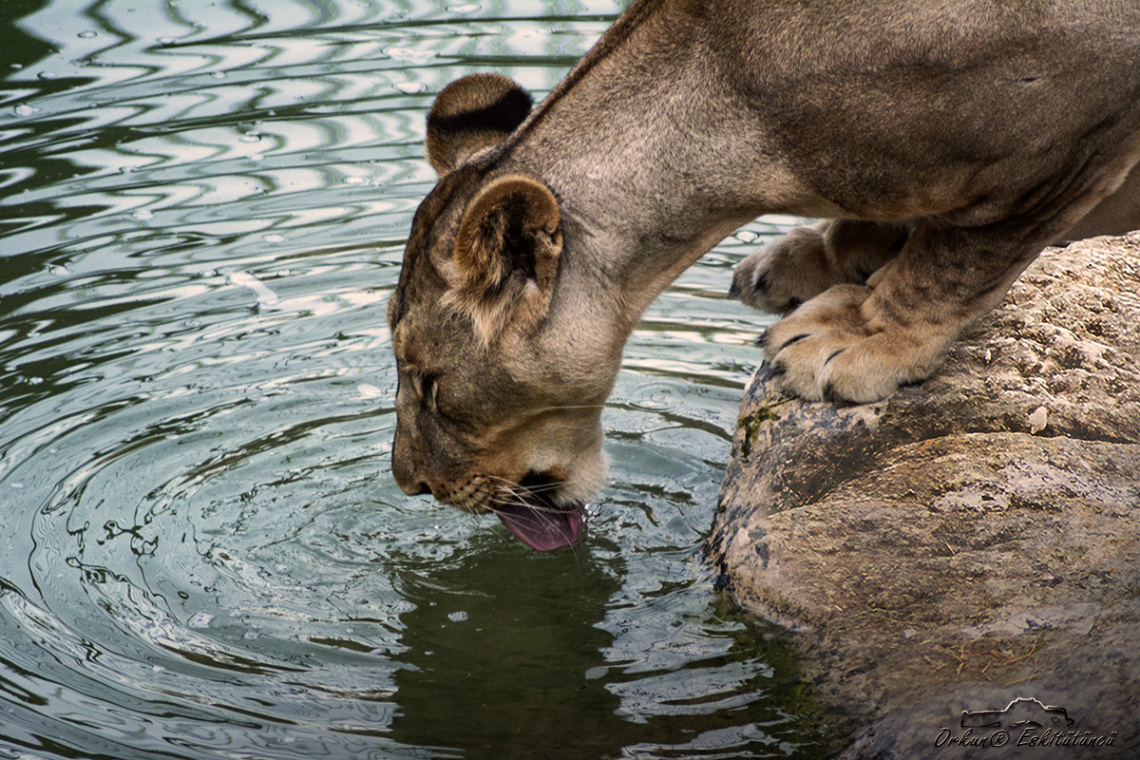 Lioness Drinking Water
