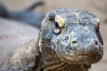 Small lizard
