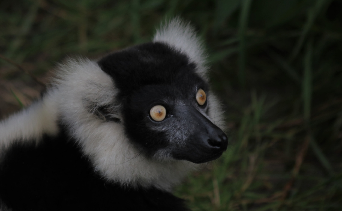 Yellow Eyes