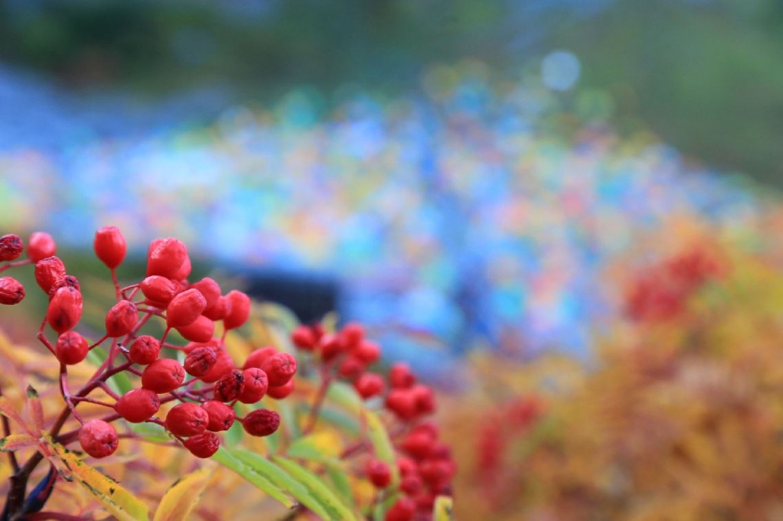 Red…