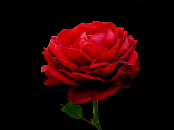 BLÜTE
