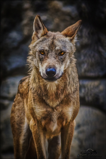 Bozkurt - Gray wolf