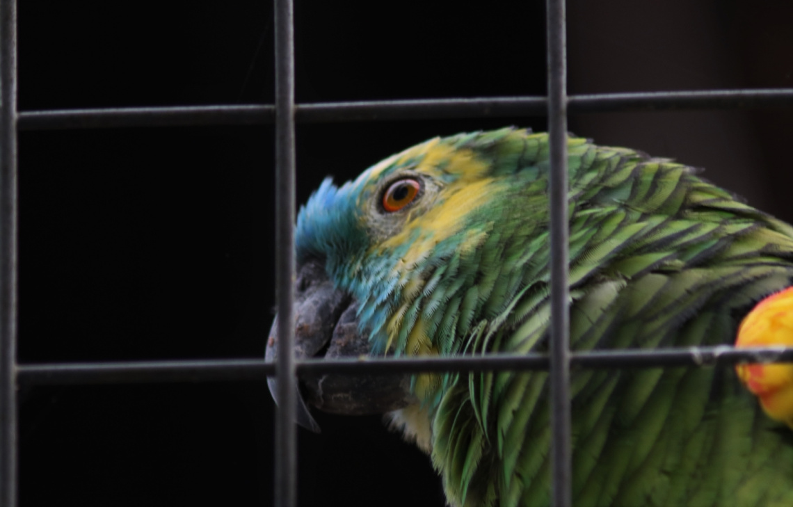 In captivity but happy