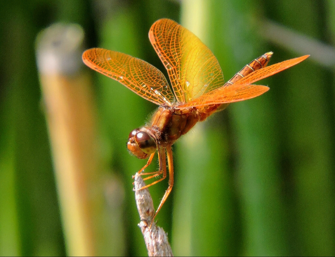 Golden dragonfly 