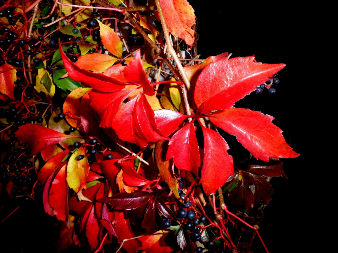 HERBST