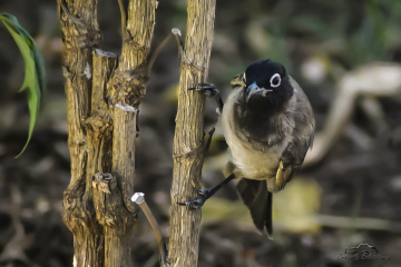 Bayağı Arap bülbülü - White spectacled Bulbul