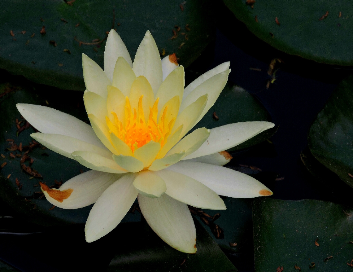White Nymphae 