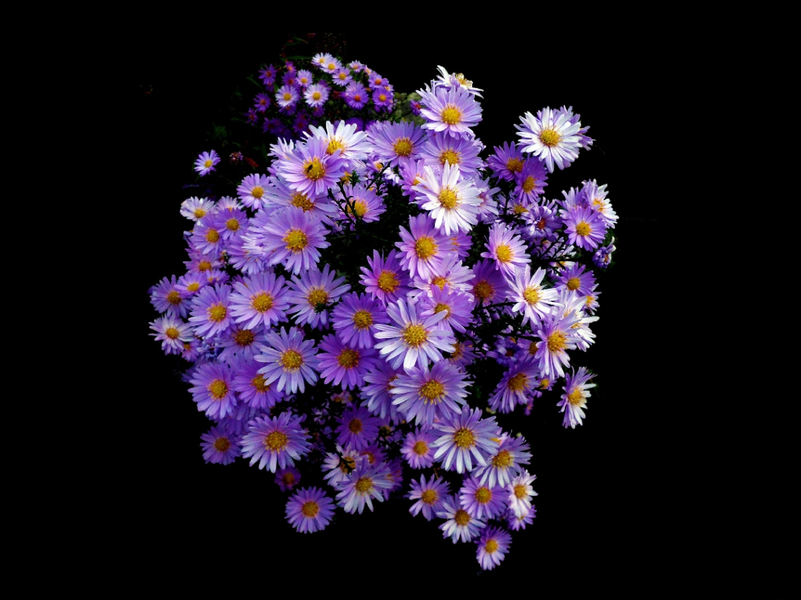 BLÜTEN