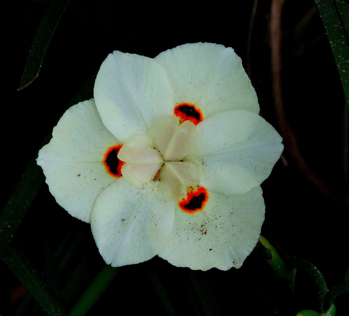 Dietes Iridioides