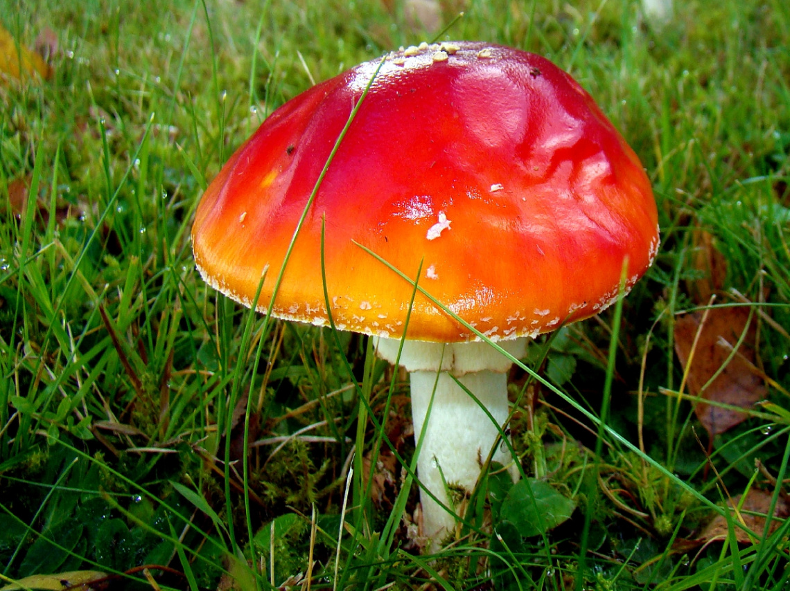 FLIEGENPILZ
