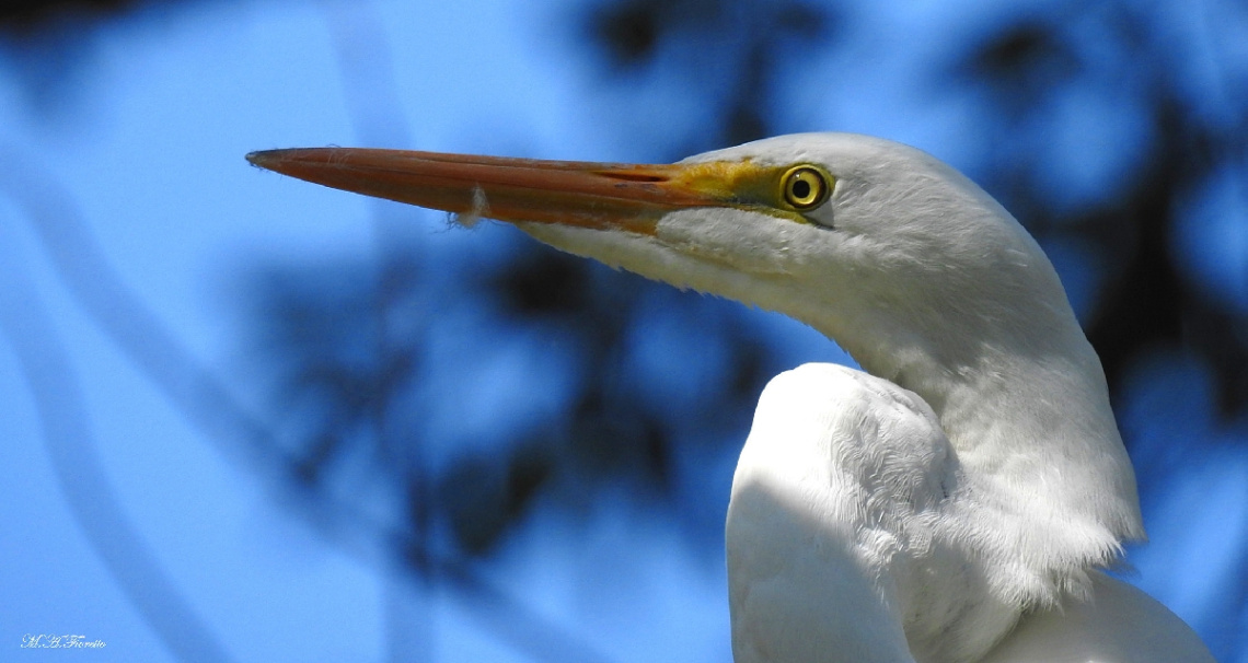 Great Egret