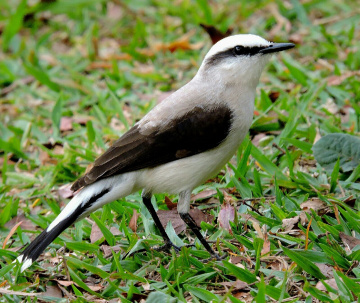 Fluvícola nengeta 