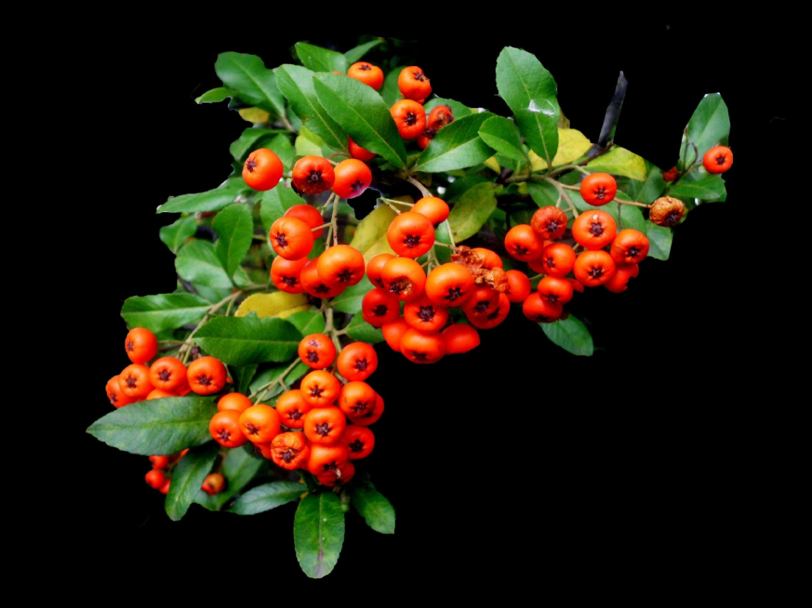 BEEREN