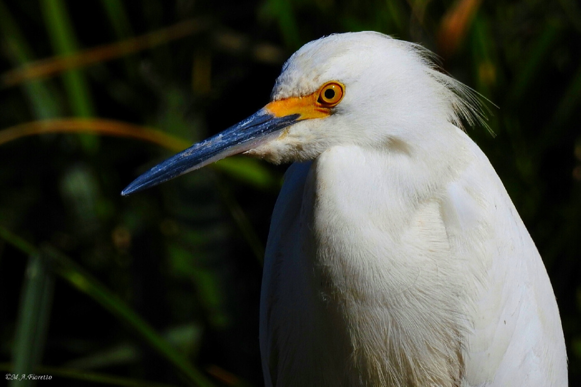 Garça branca pequena 