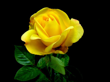 BLÜTE