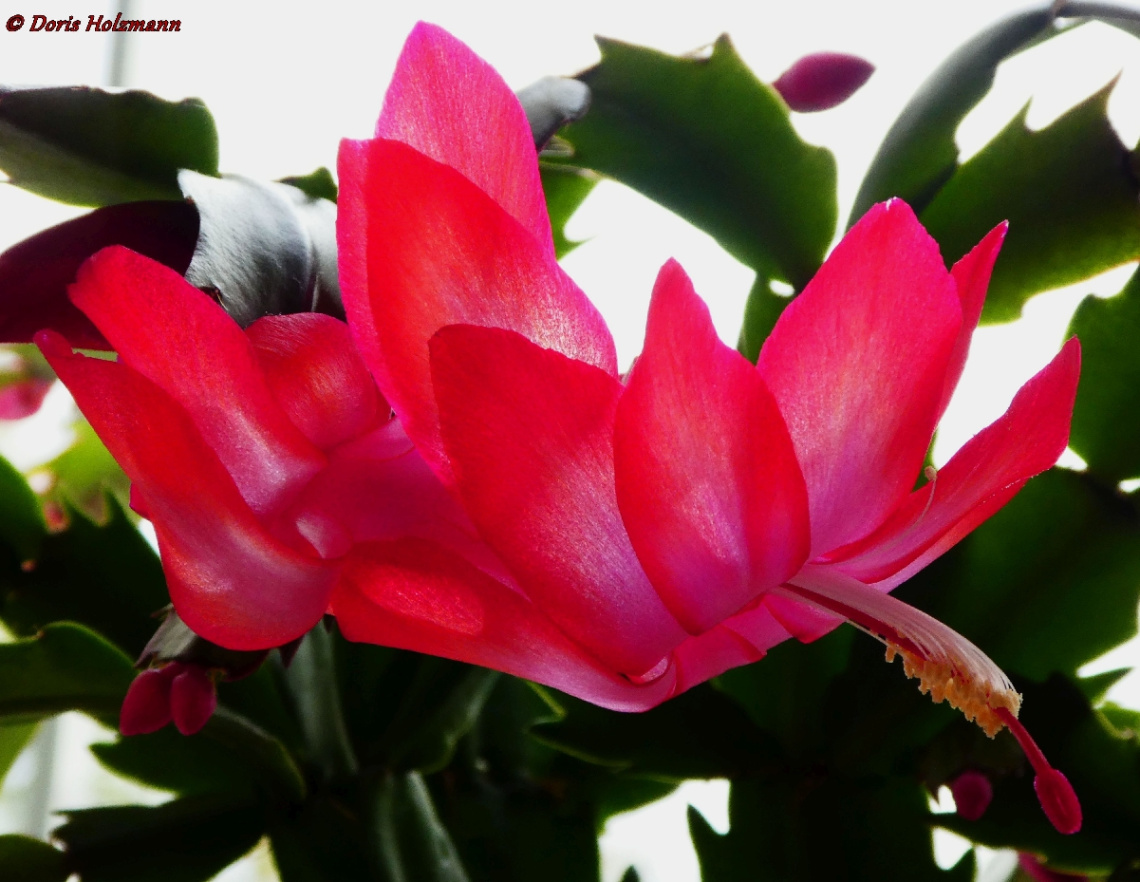 Blüte vom Weihnachtskaktus