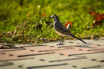 Akkuyruksallayan - White Wagtail 