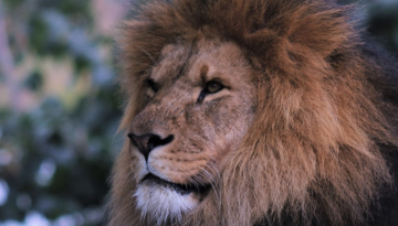 Lion moment