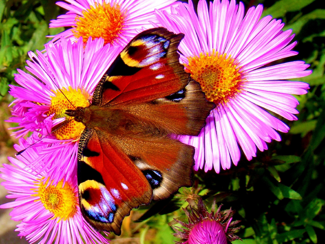 SCHMETTERLING