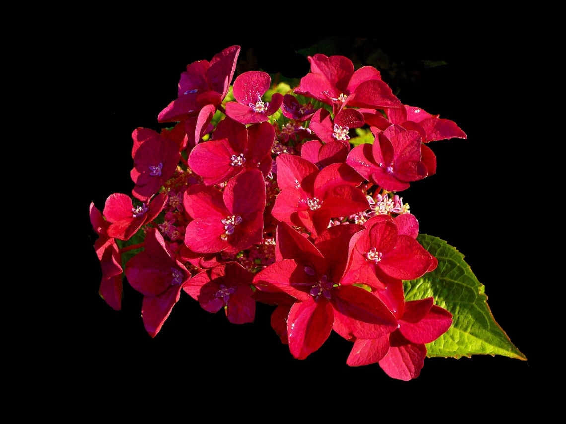 BLÜTEN
