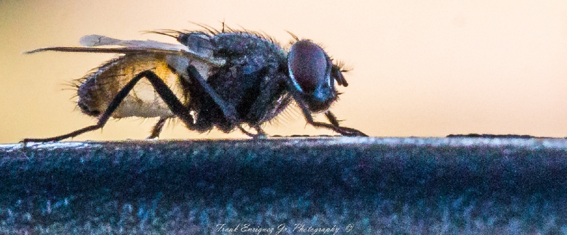 A Fly