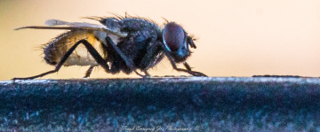 A Fly