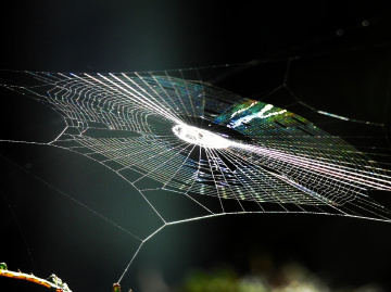 Cobweb