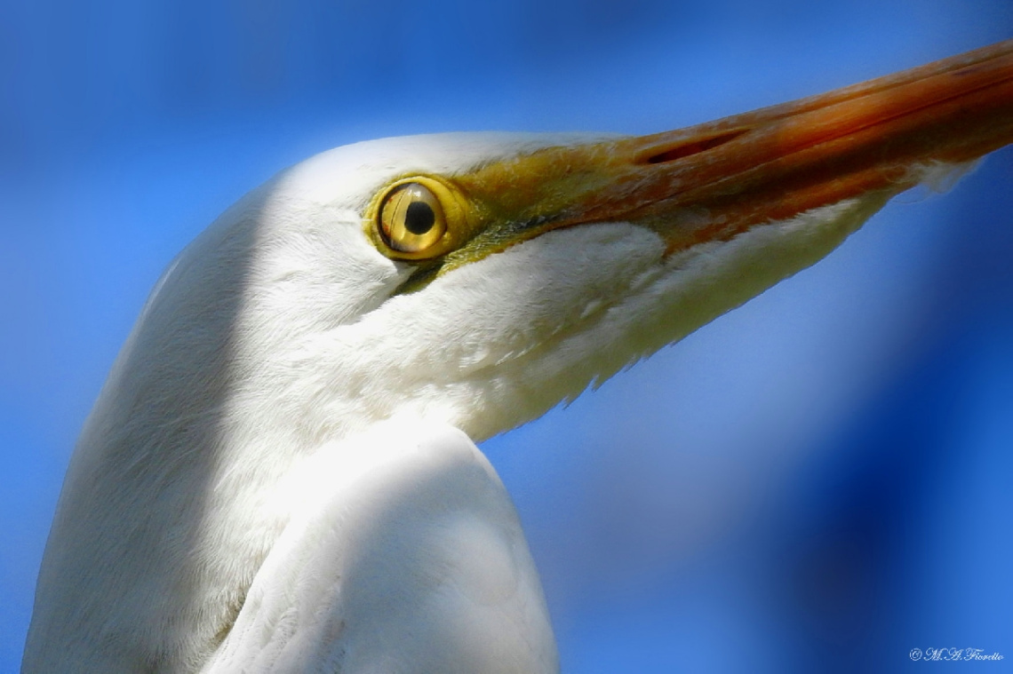 Nictitating eye membrane