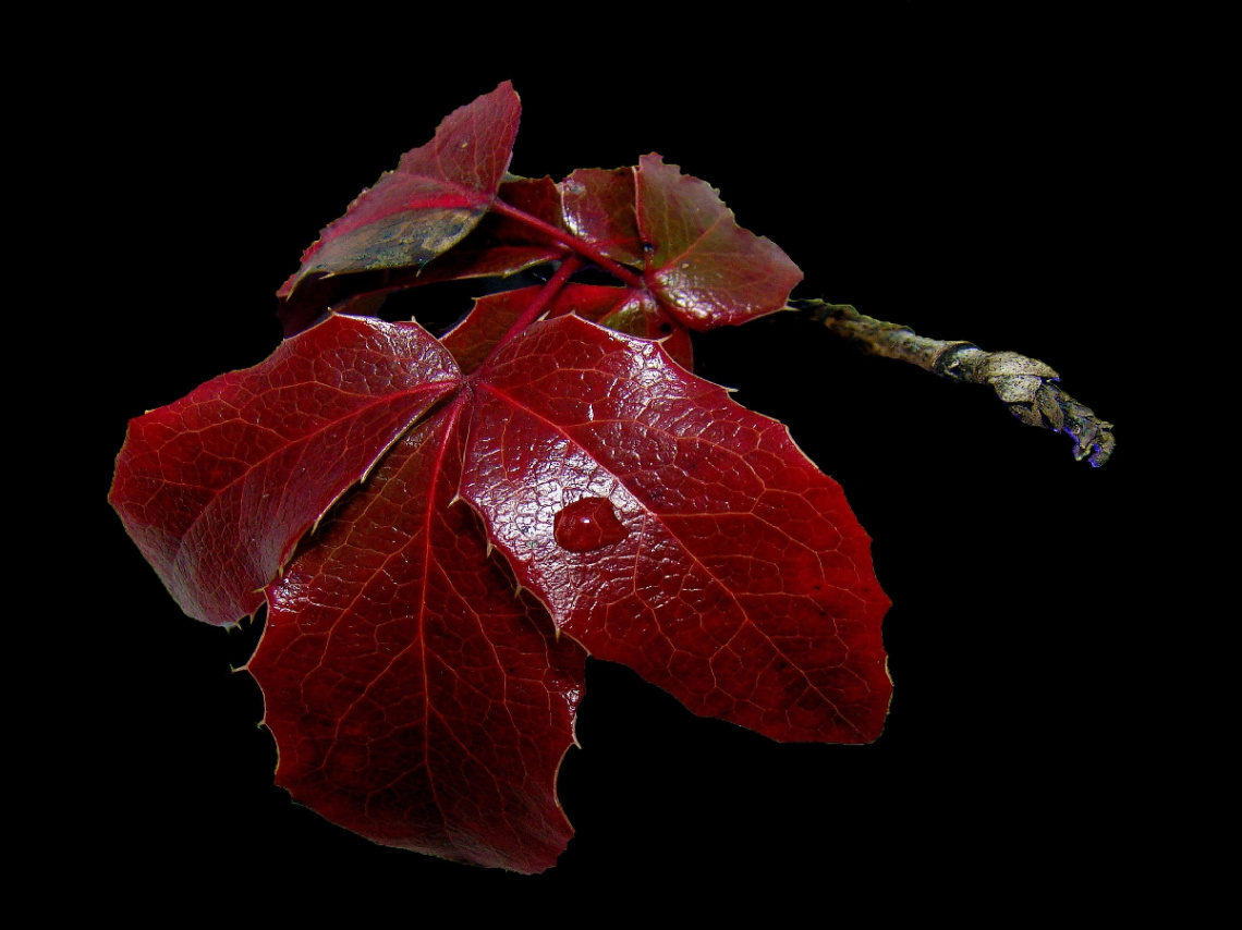 HERBST / REGENTROPFEN