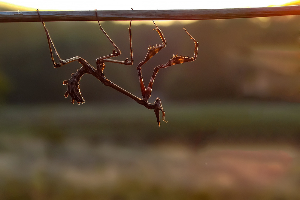 Mantis