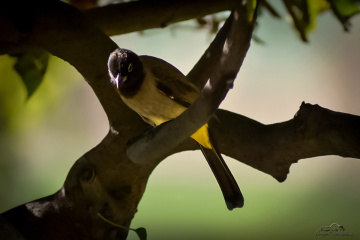 White-spectacled Bulbul 