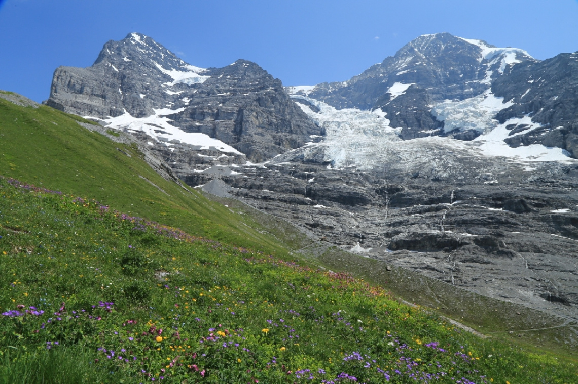 Flowerfield