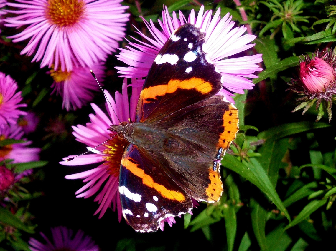 SCHMETTERLING