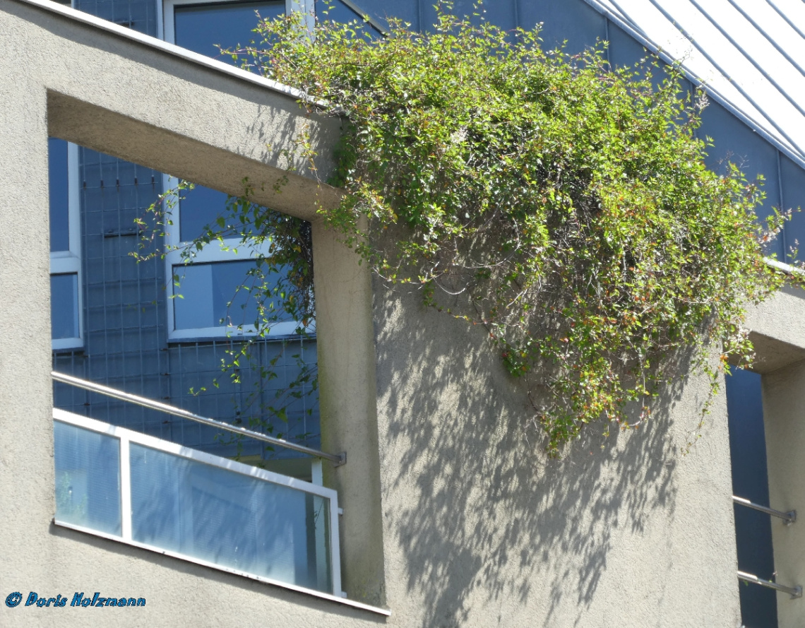 Im vergangenen Sommer