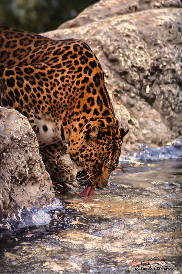 Leopard drinking water