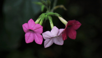 Three