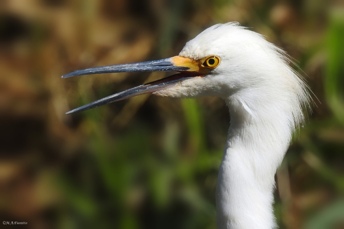 Egretta thula
