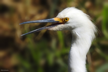 Egretta thula