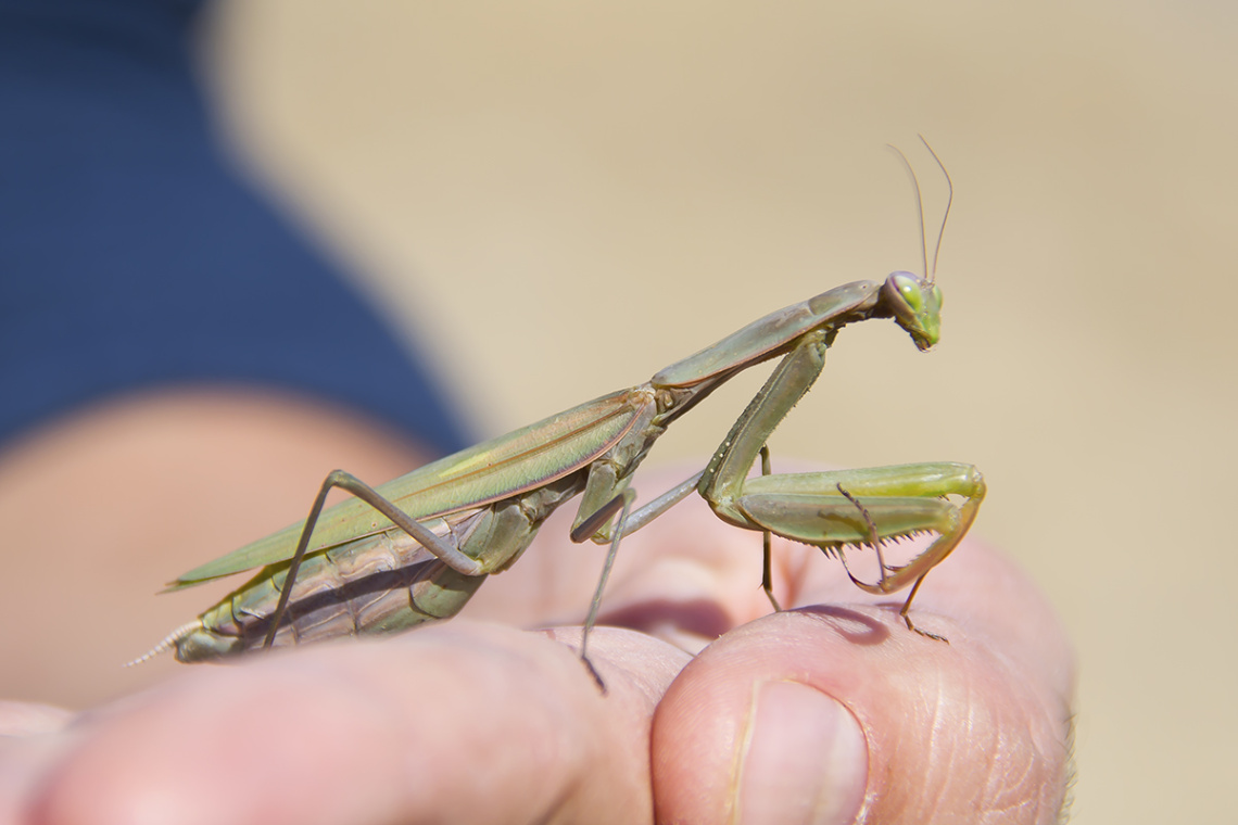 Mantis