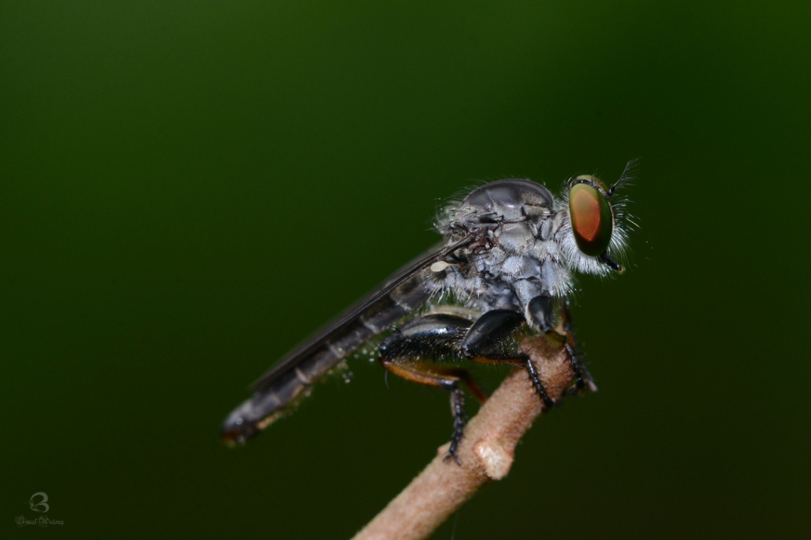 robber fly