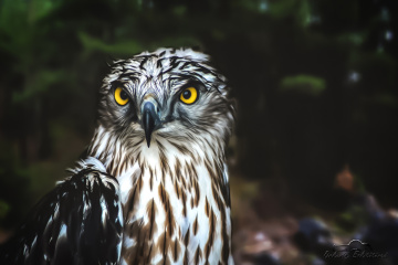 Yılan Kartalı - Short toed snake eagle 