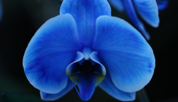 Orchid