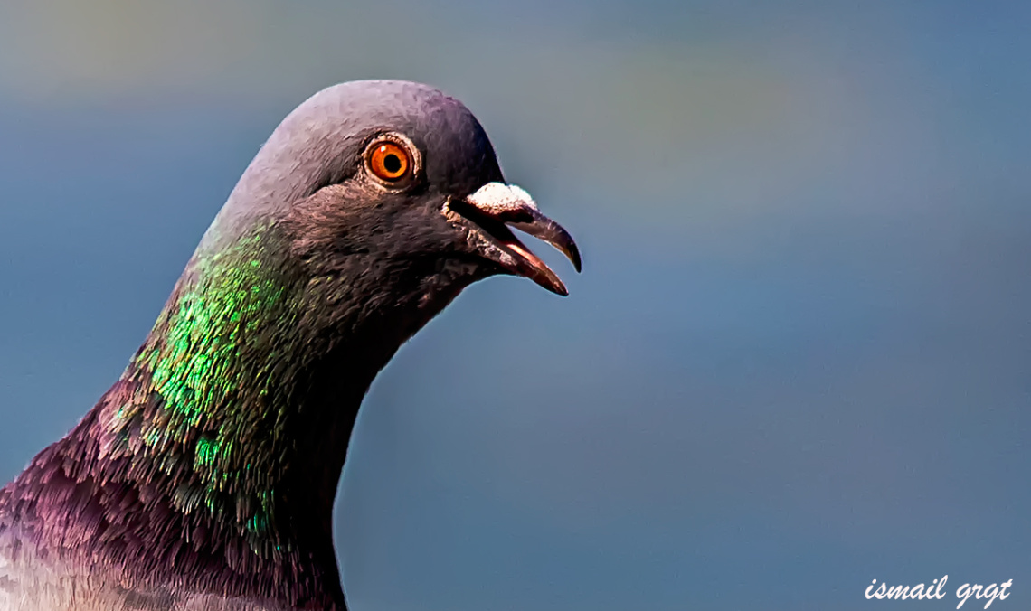 Sardım ben bu aralar Güvercinlere :)