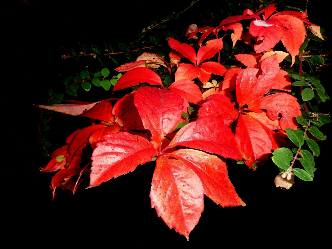 HERBST