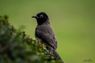 White-spectacled Bulbul 