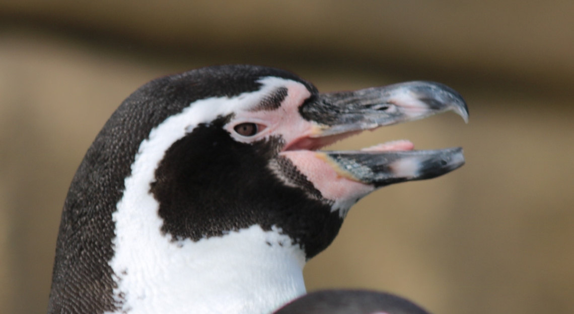 Close to a penguin