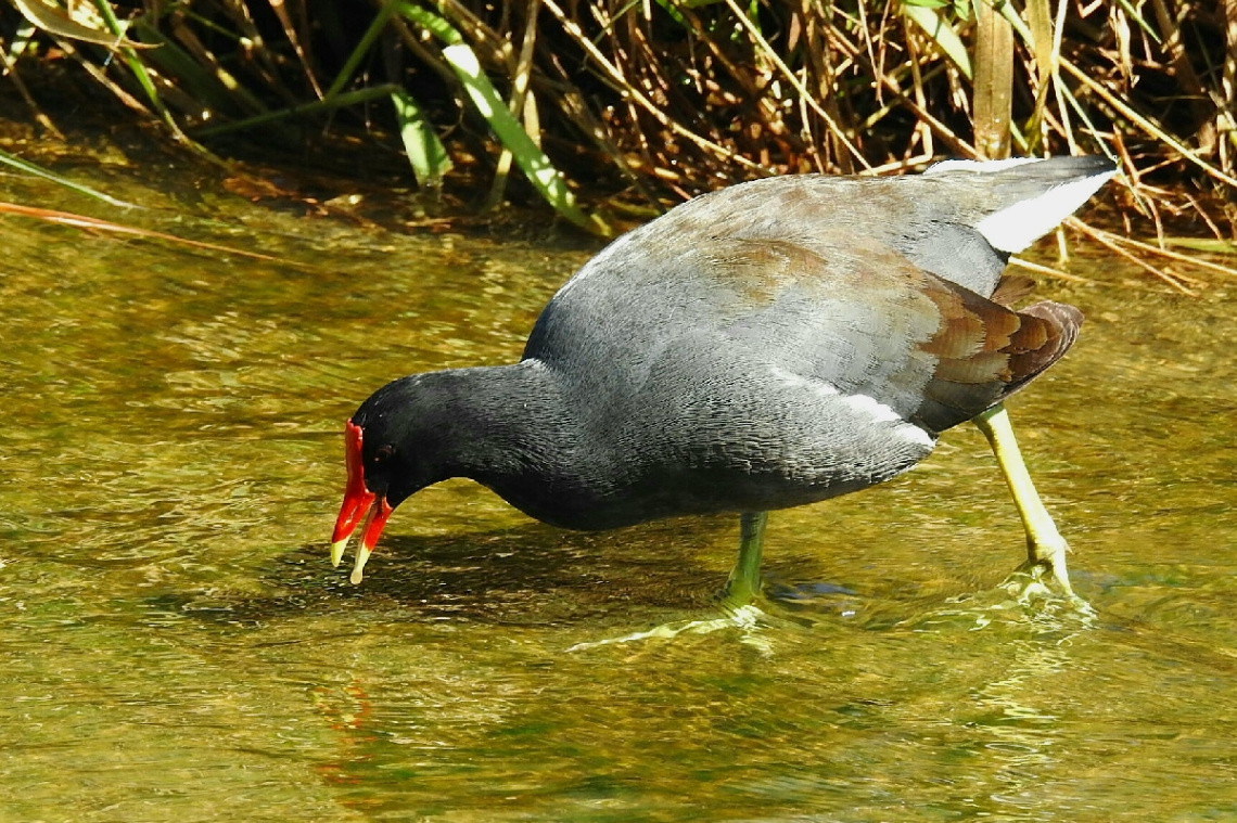 Gallinula chloropus 