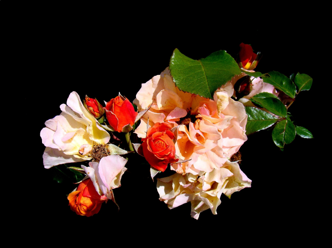BLÜTEN